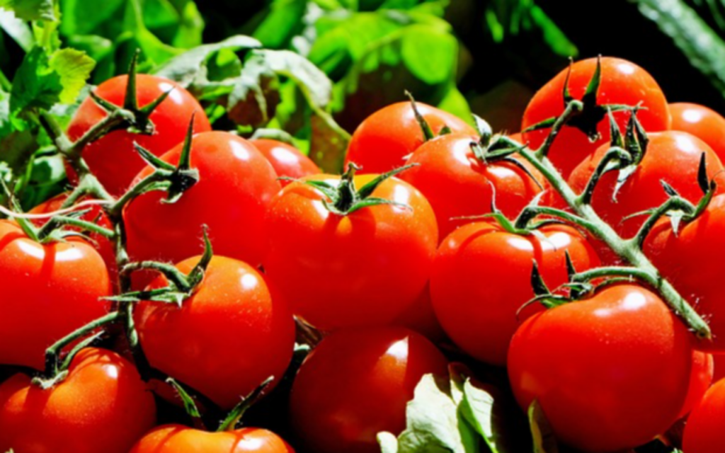 토마토 효능 10가지 및 부작용
